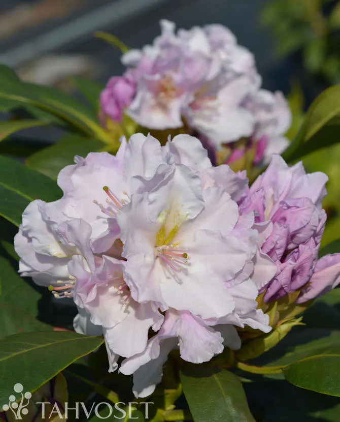 Alppiruusu ’Eskimo’ Rhododendron ’Eskimo’ Myyntikoko 30–40