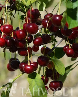 Suklaakirsikka ’Chokoladnaja’ Prunus cerasus ’Chokoladnaja’ Myyntikoko 2L