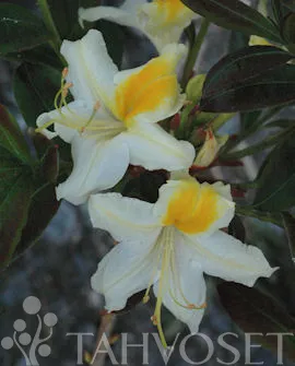 Puistoatsalea ’Illusia’ FinE Rhododendron ’Illusia’ Myyntikoko 30–40