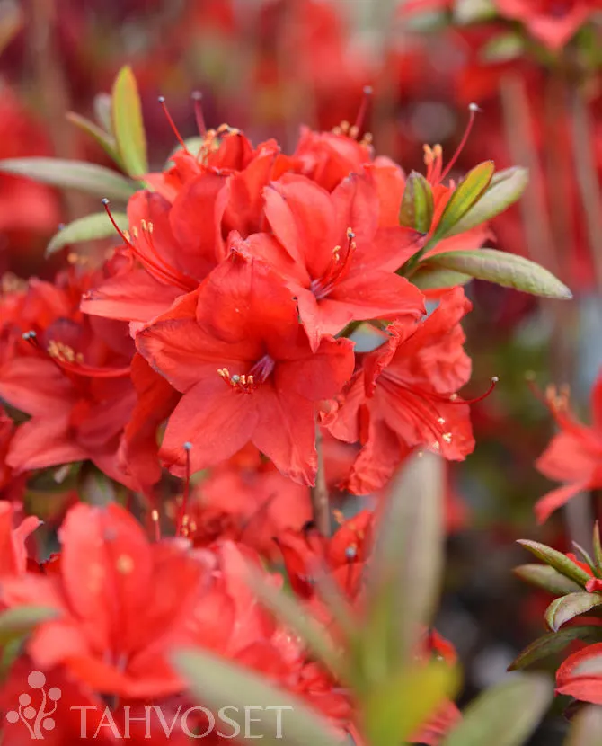Puistoatsalea ’Nabucco’ Rhododendron ’Nabucco’ Myyntikoko 30–40
