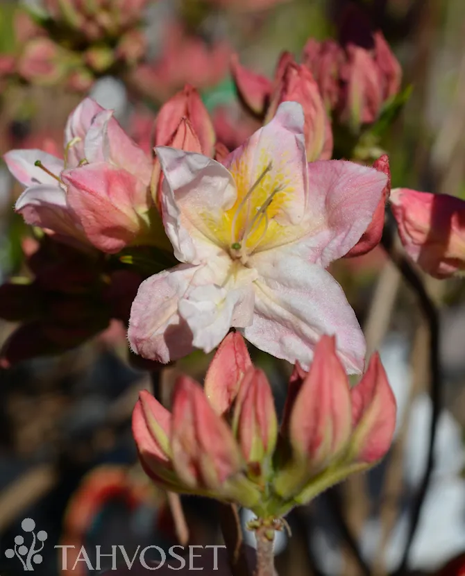 Puistoatsalea ’Satomi’ Rhododendron ’Satomi’ Myyntikoko 30–40