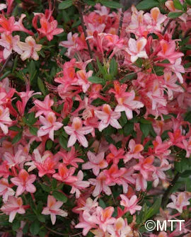 Puistoatsalea ’Tarleena’ FinE Rhododendron ’Tarleena’ Myyntikoko 30–40