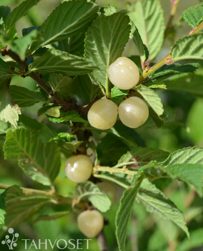 Nukkakirsikka ’Lumikki’ Prunus tomentosa ’Lumikki’ Myyntikoko 3L