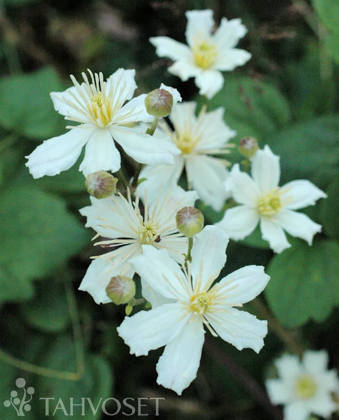 Lumikärhö ’Summer Snow’ Clematis fargesioides ’Summer Snow’ Myyntikoko 2L
