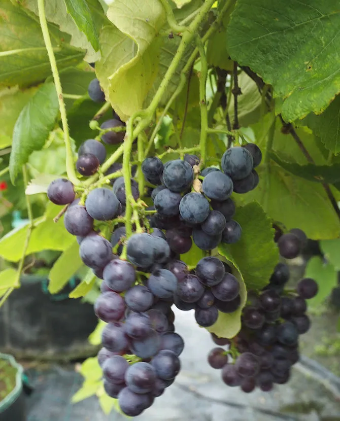 Aitoviiniköynnös ’Mars Seedless’ Vitis hybr. ’Mars Seedless’ Myyntikoko 2L