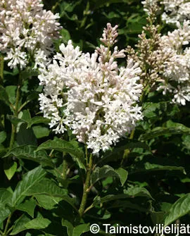 Puistosyreeni ’Tammelan Kaunotar’ Syringa x henryi ’Tammelan Kaunotar’ Pikkupuu