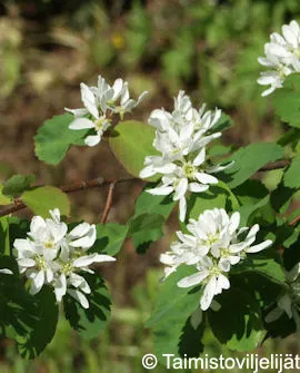 Marjatuomipihlaja ’Martin’ Amelanchier alnifolia ’Martin’ Myyntikoko 150–250