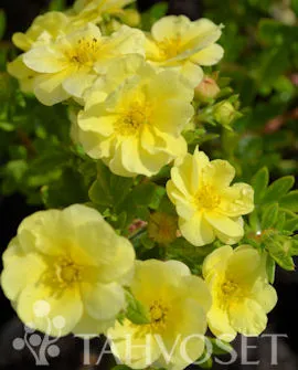 Pensashanhikki ‘Lemon Meringue™’ Dasiphora fruticosa ‘Bailmeringue’ Myyntikoko 3L