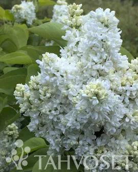 Jalosyreeni ’Mme Lemoine’ Syringa Vulgaris-Ryhmä ’Mme Lemoine’ Myyntikoko 120–150