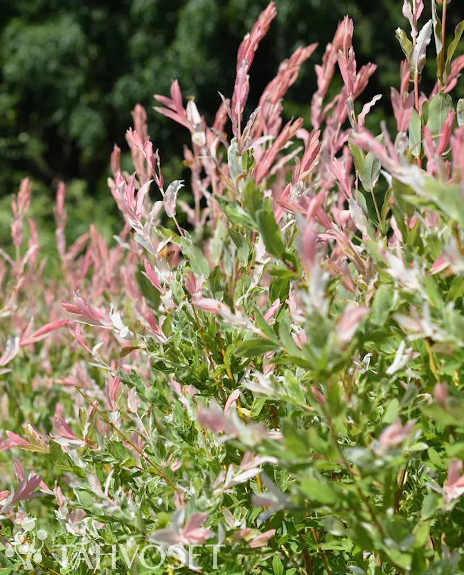 Hakuropaju Salix integra ’Hakuro Nishiki’ Myyntikoko runko 100 cm