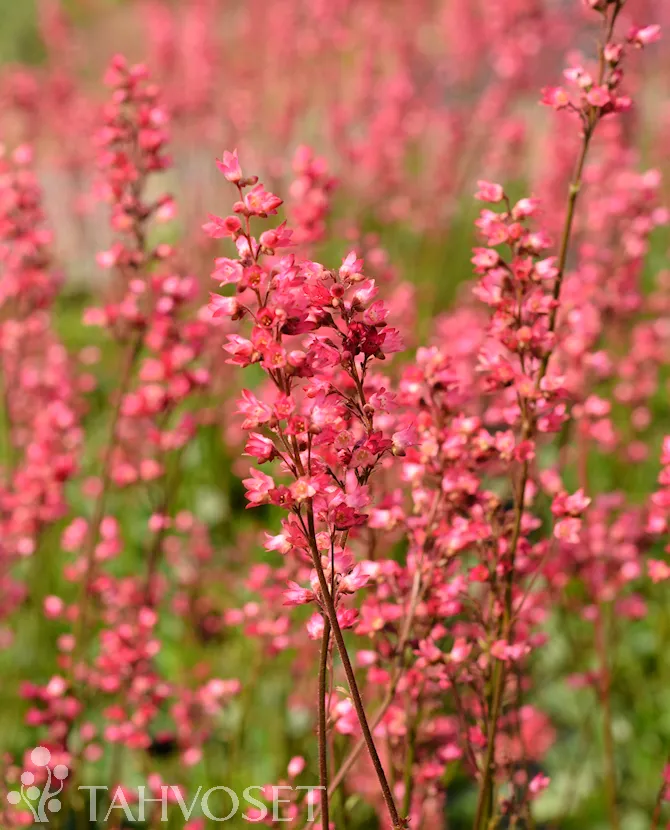 Tarhakeijunkukka ’Hans’ Heuchera ’Hans’ Myyntikoko 3L