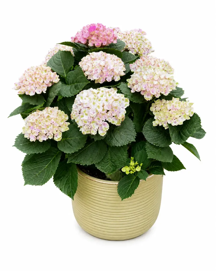 Terassihortensia tosi-iso vaaleanpunainen