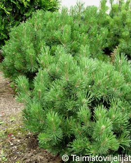 Vuorimänty – Pinus mugo Myyntikoko 40-50
