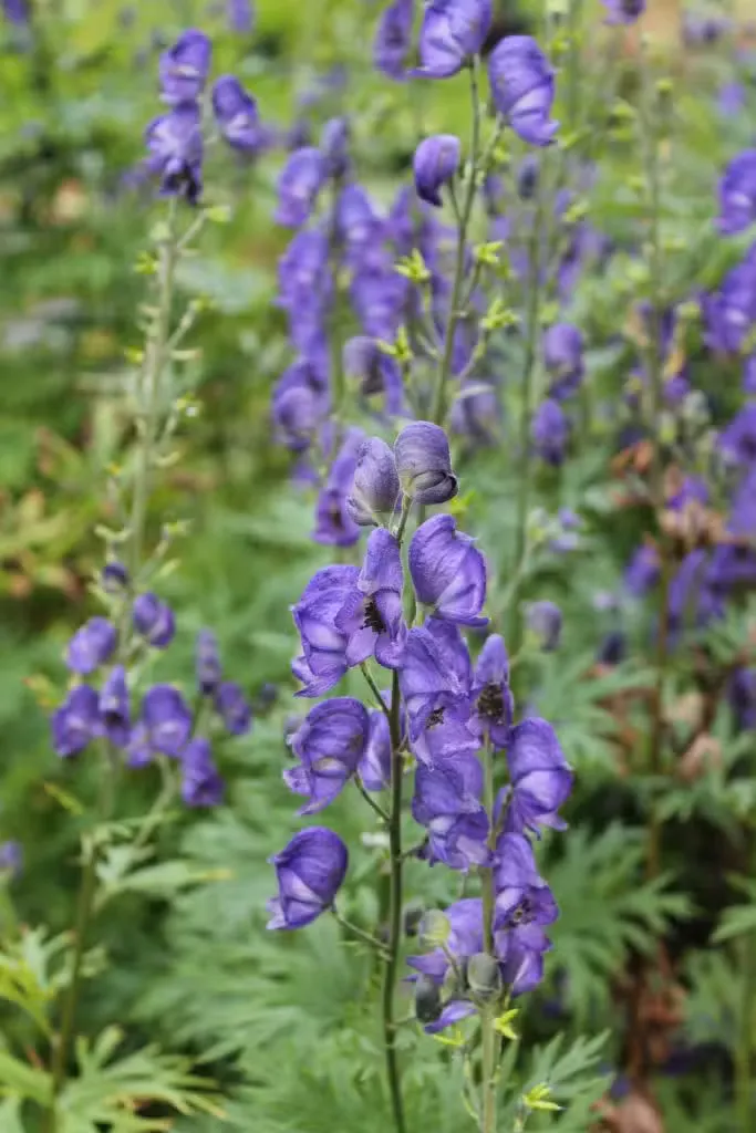 Aitoukonhattu – Aconitum napellus ssp. lusitanum