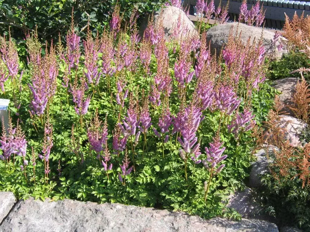 Kiinanjaloangervo 'Pumila' – Astilbe chinensis 'Pumila'
