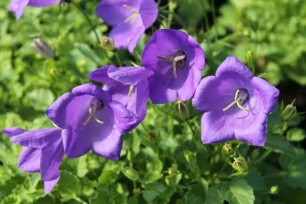 Karpaattienkello 'Blaue Clips' – Campanula carpatica 'Blaue Clips'