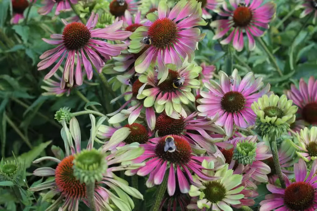 Tarhapunahattu 'Green Twister' – Echinacea 'Green Twister'