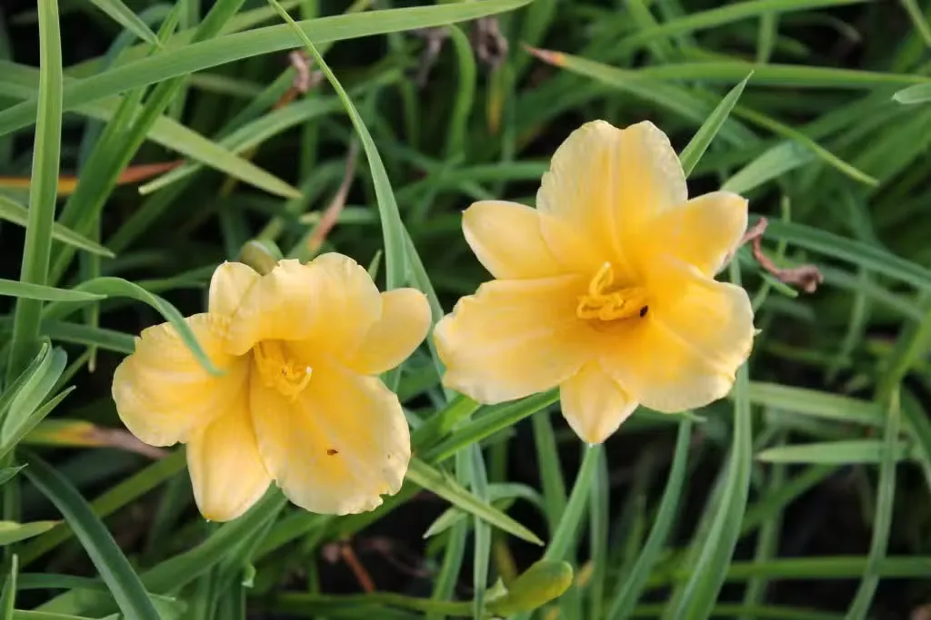 Tarhapäivänlilja 'Stella d'Oro' – Hemerocallis 'Stella d'Oro'