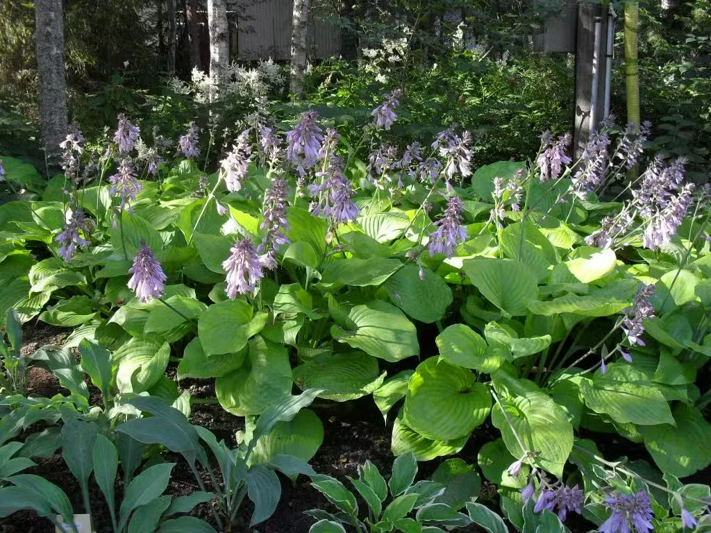 Jalokuunlilja 'Sum and Substance' – Hosta 'Sum and Substance'