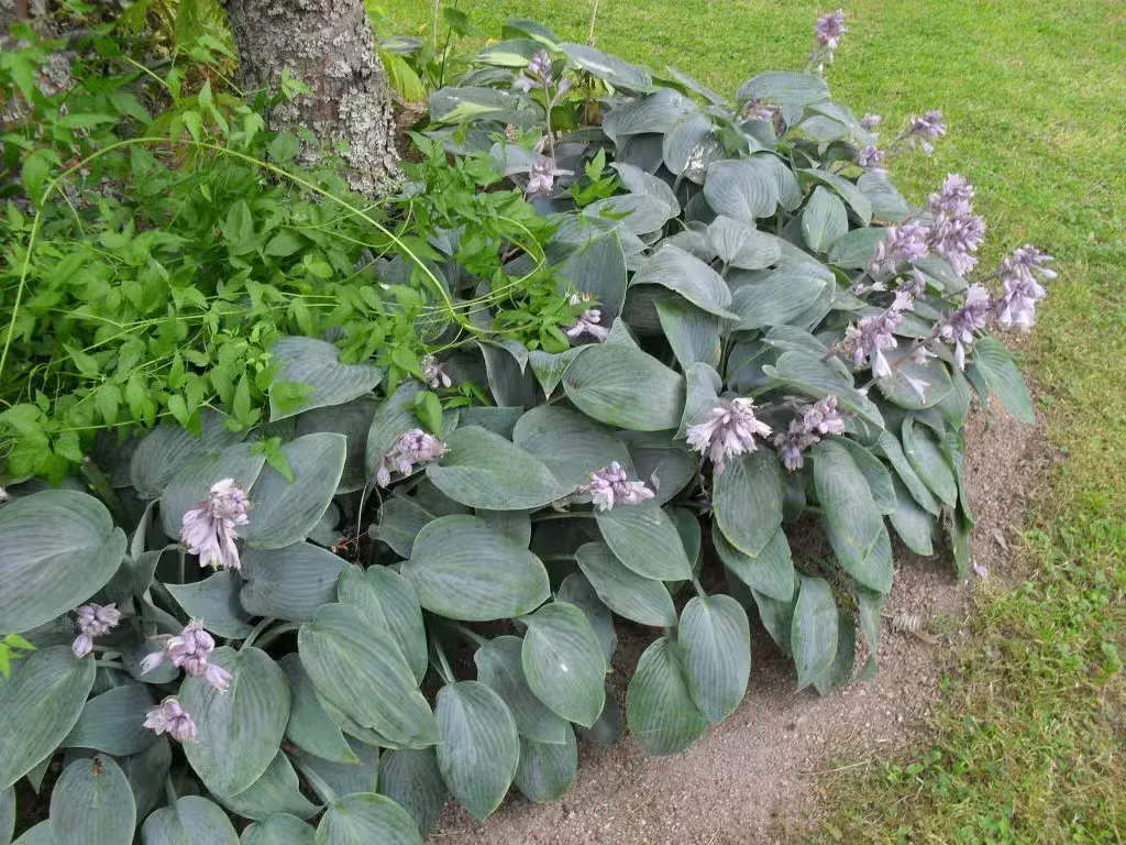 Tarhakuunlilja 'Halcyon' – Hosta tardiana 'Halcyon'