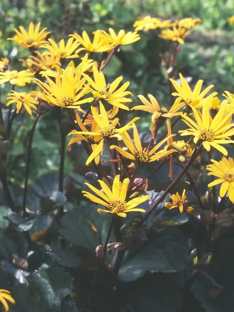 Kallionauhus 'Desdemona' – Ligularia dentata 'Desdemona'