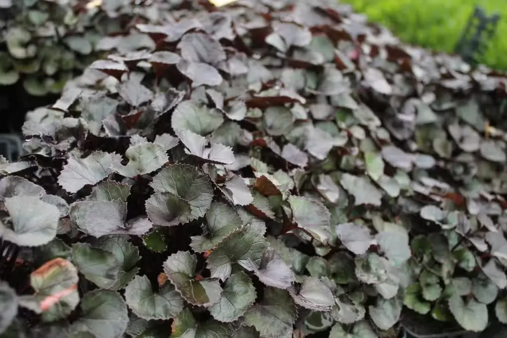 Kallionauhus 'Pandora' – Ligularia dentata 'Pandora'