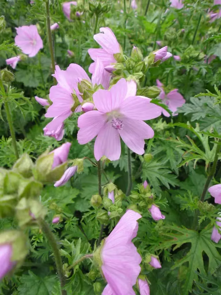 Myskimalva – Malva moschata