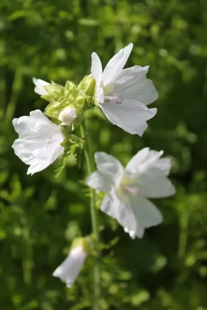 Myskimalva 'Alba' – Malva moschata 'Alba'