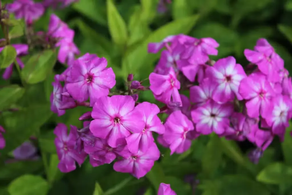Syysleimu 'Osmo Heikinheimo' – Phlox paniculata 'Osmo Heikinheimo'