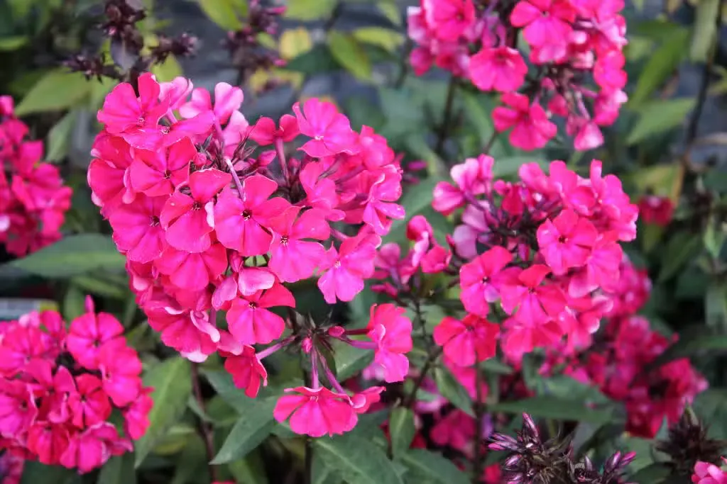 Syysleimu 'Starfire' – Phlox paniculata 'Starfire'