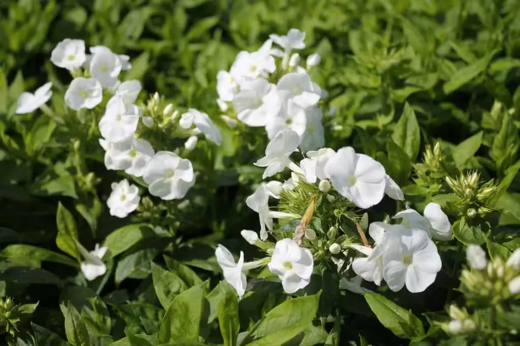 Syysleimu 'Younique White' – Phlox paniculata 'Younique White'