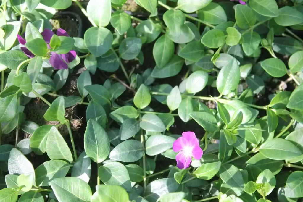 Pikkutalvio 'Atropurpurea' – Vinca minor 'Atropurpurea'