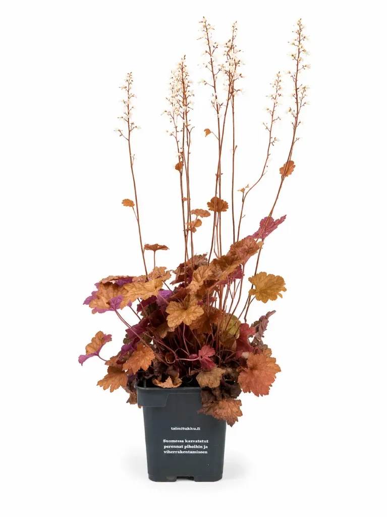 Haltiankukka 'Quicksilver' – Heuchera 'Quicksilver'