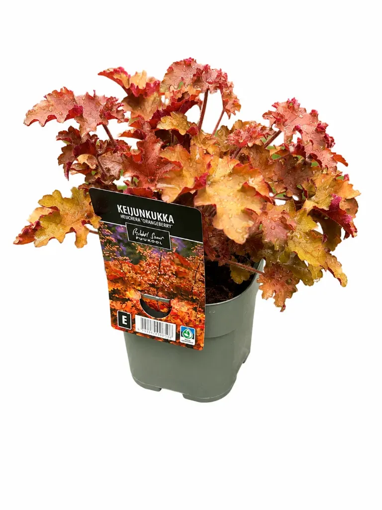 keijunkukka 'Orangeberry' – Heuchera 'Orangeberry' – Myyntikoko C 1,4
