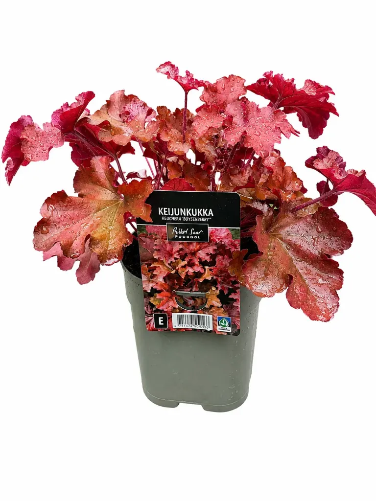 Keijunkukka 'Boysenberry' – Heuchera 'Boysenberry' – Myyntikoko C 1.4