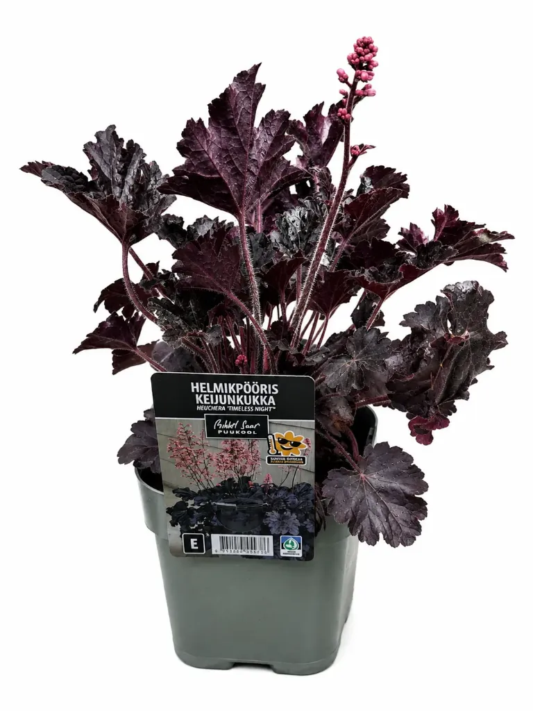 Keijunkukka 'Timeless Night' – Heuchera 'Timeless Night' – Myyntikoko C 1,4