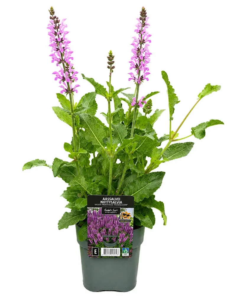 Niittysalvia – Salvia pratensis – Myyntikoko c2