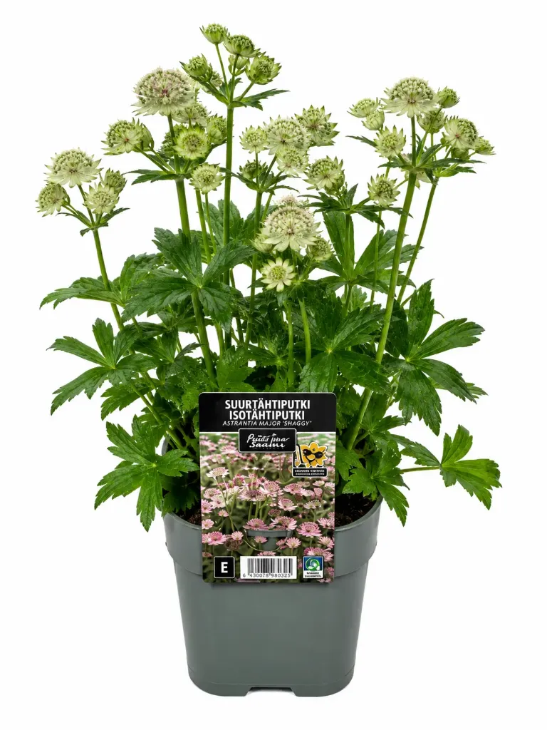 Isotähtiputki 'Shaggy' – Astrantia major 'Shaggy' – Myyntikoko C2