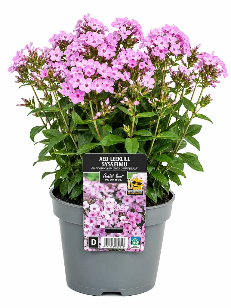 Syysleimu 'Early Lavender Pop' – Phlox paniculata 'Early Lavender Pop' – Myyntikoko C2