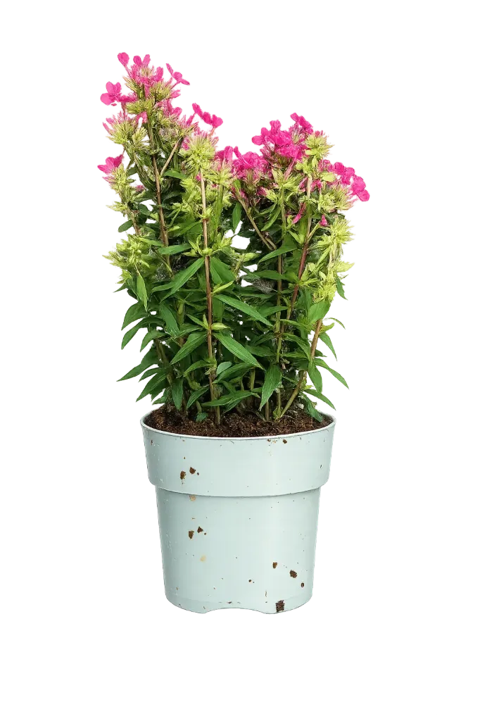 Syysleimu 'Early Red' – Phlox paniculata 'Early Red' – Myyntikoko C2