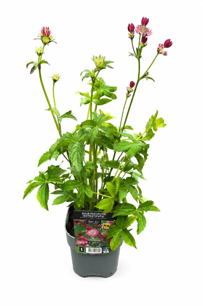 Suurtähtiputki 'Cerise Button' – Astrantia major 'Cerise Button' Myyntikoko C2