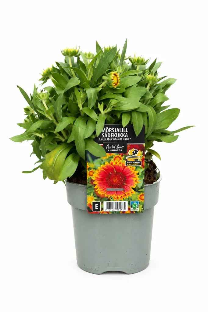 Sädekukka 'Orange Halo' – Gaillardia × grandiflora 'Orange Halo'