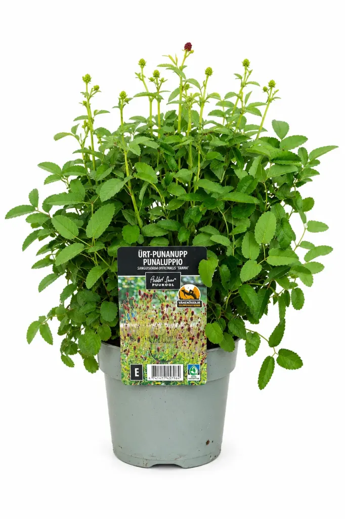 Punaluppio 'Tanna' – Sanguisorba officinalis 'Tanna' Myyntikoko C2