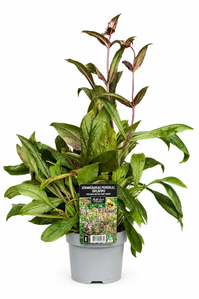 Täpläpiipo 'Dark Towers' – Penstemon digitalis 'Dark Towers' Myyntikoko C1,4