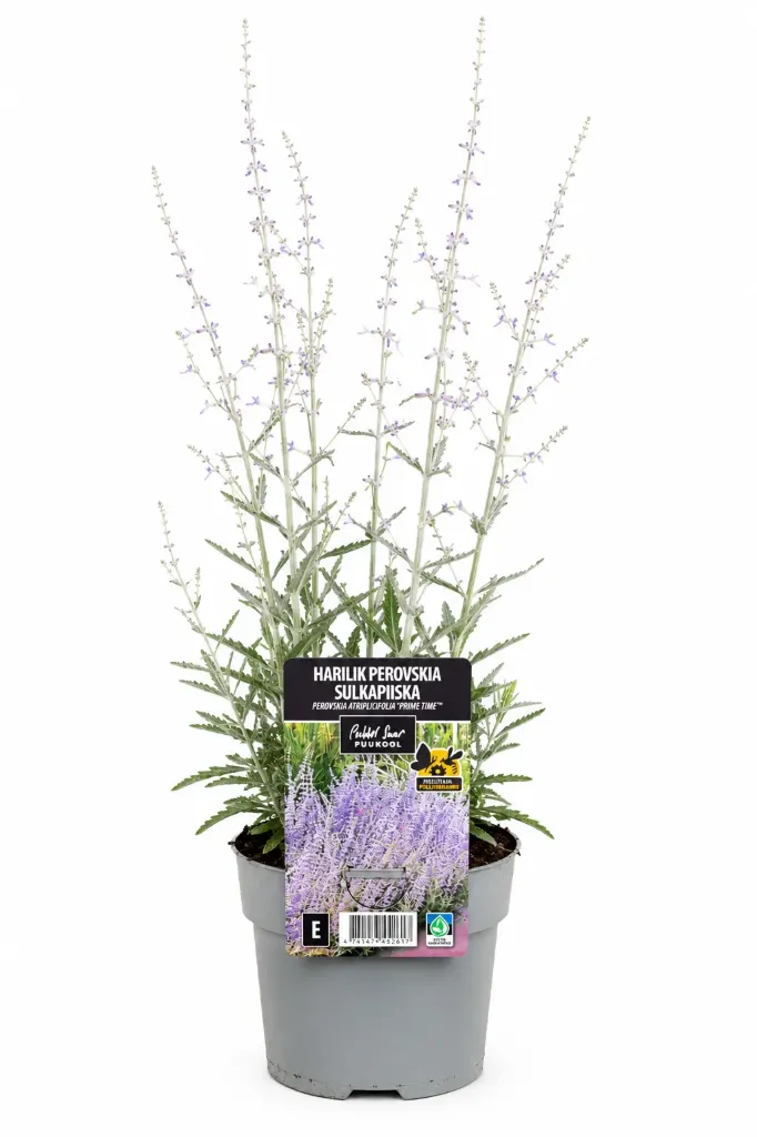 Sulkapiiska 'Prime Time' – Perovskia atriplicifolia 'Prime Time'