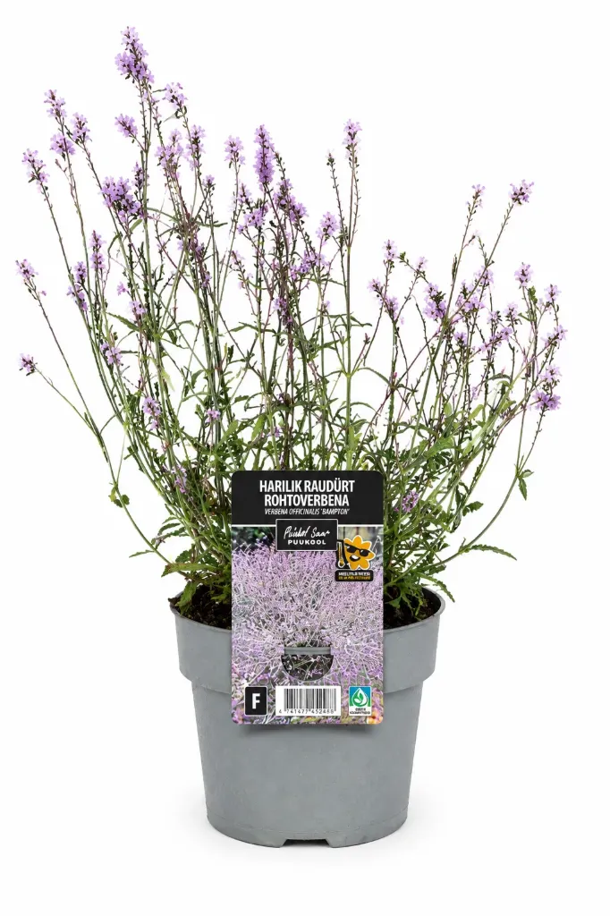 Rohtoverbena 'Bampton' – Verbena officinalis 'Bampton' Myyntikoko C1,4