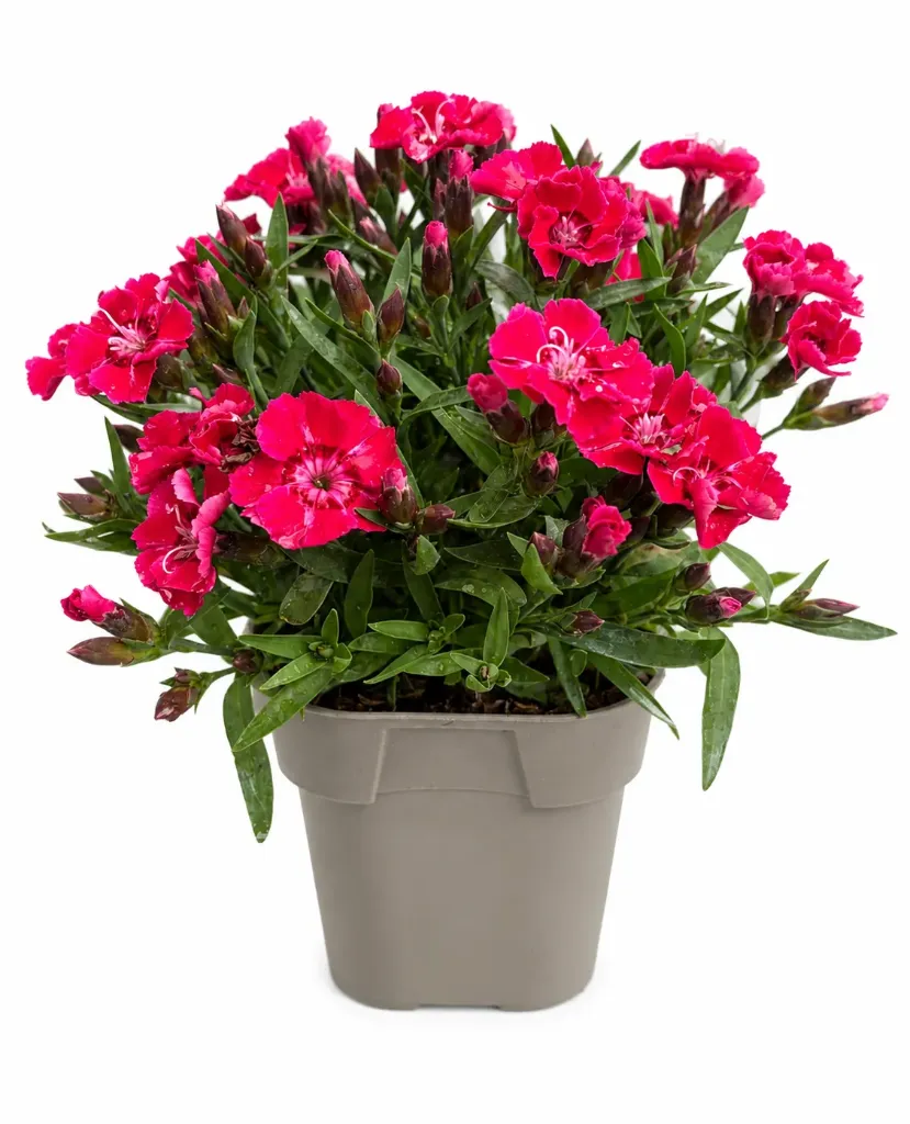 Neilikka 'Sherise' – Dianthus 'Sherise' Myyntikoko P12