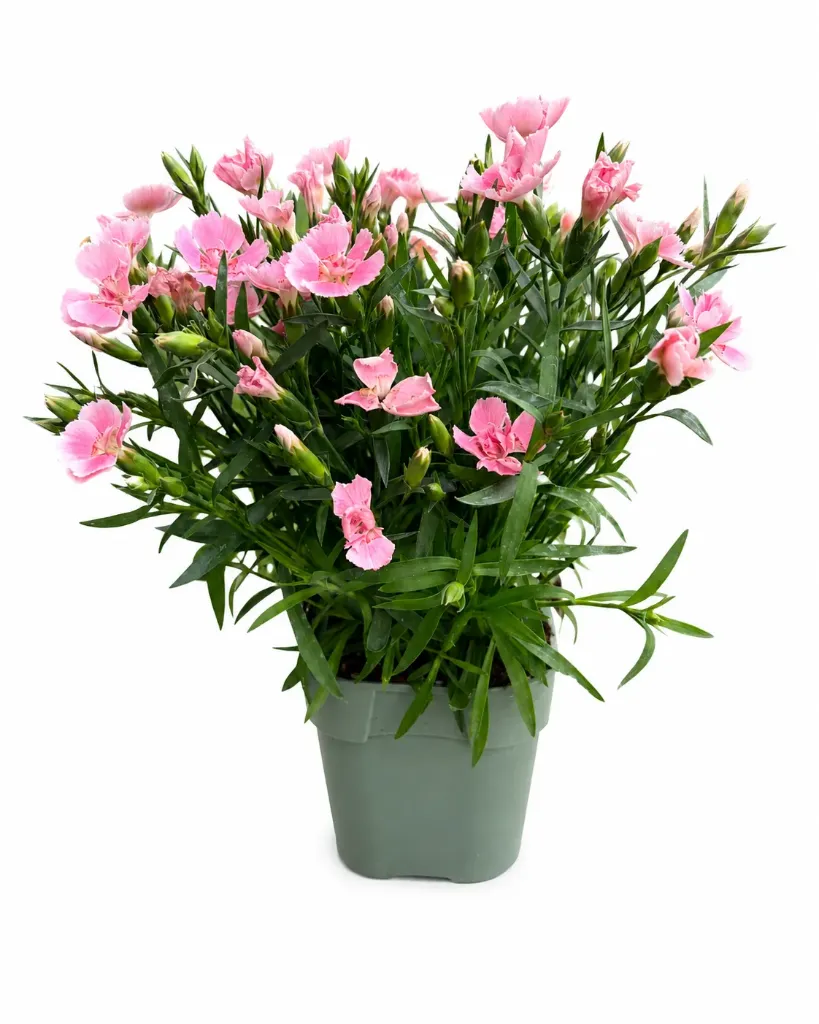 Neilikka 'Freya' – Dianthus 'Freya' Myyntikoko P12