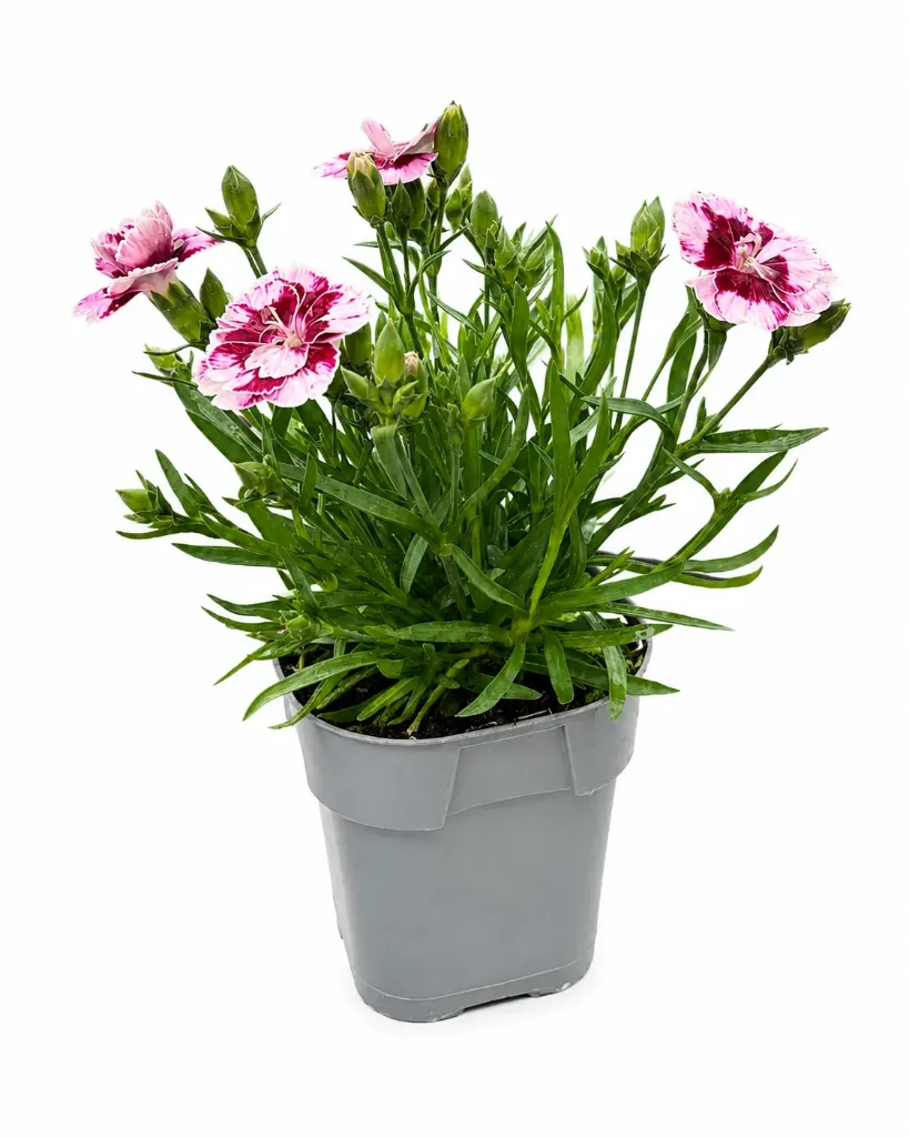 Neilikka 'Kaylee' – Dianthus 'Kaylee' Myyntikoko P12