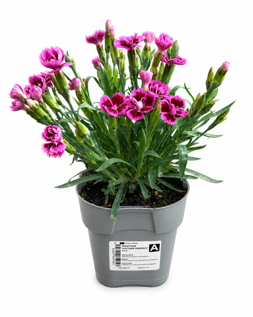 Neilikka 'Picture Perfect' – Dianthus 'Picture Perfect' Myyntikoko P12